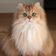 Grace and Glamour: Exploring the World of Longhaired Cats H12