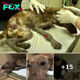 Puppy On His Last Legs Fights To Live After He Is Taken From Shelter