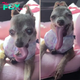 Meet The Blind, Rescue Chihuahua With A Giraffe Tongue