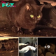 Mother Loses Her 4 Kittens and Gets Emotional Upon Receiving the Sole Survivor Who Was Rescued…