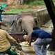 dung..After 35 Years in a Cramped Enclosure at a Pakistan Zoo, the ‘World’s Loneliest Elephant’ will Finally Gain Freedom Thanks to a Campaign Led by Animal Welfare Activists..D