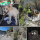 ‘One very lucky’ dog rescued after falling off 50-foot cliff at Connecticut quarry