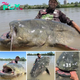 nht.A world record fish measuring 9 feet 4¼ inches is caught in an Italian river after a 43-minute struggle.