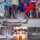 nht.”The King Cobra is the longest venomous snake.”