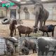 Rescued Circus Elephant Anne Faces Sanctuary Relocation Debate.hanh