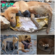Resilient maternal love: A determined pregnant stray dog overcomes hunger to safely bring new life into the world.sena