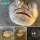 ‘Terrifying’ staring fish shocks onlookers: ‘New fear unlocked’