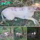 Injured dog found tied to a tree with eerie markings all over its body