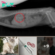 My cat swallowed a two-inch long needle and thread – ‘It all happened so fast’
