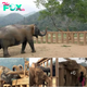 Blind Elephant Finds New Family: Heartwarming Welcome at Elephant Nature Park.hanh