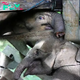 Baby elephant is forced to have her trunk amputated after being snared by cruel poachers and left behind by her herd in Indonesia