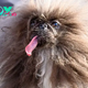 Meet the 2024 Winner of the ‘World’s Ugliest Dog’ Contest