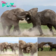 Lamz.Epic Battle of Giants: Elephants Clash for Herd Dominance in Kenya’s Amboseli National Park