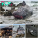 Scientists worried as bodies of 14 giant sperm whales washed up off Australia’s Tasmanian coast, raising concerns about climate change (video)