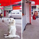 NN.”While patiently awaiting free fried chicken from a stall, a short-legged dog’s irresistible charm captivates the hearts of onlookers and spreads joy across the internet with a delightful array of endearing moments.”
