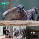 Chimps ripping out each other’s hair, revealing their muscular physiques, in baffling scene at German zoo