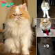 This Angry-Looking Persian Is Being Called The New Grumpy Cat