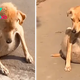 th.The stray dog collapsed, its swollen abdomen bewildering passersby, who mistakenly assumed it was pregnant.