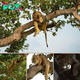 Photographer Captures Awesome Photos Of A Lion Sleeping In A Tree