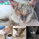 Rescued Cat Finally Opens His Eyes And Stuns Everyone