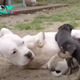 Incredible Bond: Two-Legged Dog’s Heartwarming Connection with Foster Puppies Captivates Hearts