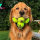 Golden dog and fun game with tennis balls. very cute