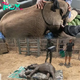Orphaned Baby Elephant’s Tearful Flight After Losing Its Family