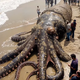 .The Astonishing and Terrifying Experience of Coming Face to Face with a 4-Meter Octopus!..D
