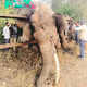dung..Villagers Come to the Rescue: Elderly Elephant in Railway Accident Saved..D