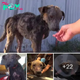 The emotional transformation of a stray dog ​​found on the streets of Los Angeles, captured in a heartwarming video, recovers quickly in just a few weeks.hanh