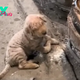 Abandoned Lonely Puppy Bravely Fights to Survive in Harsh Freezing Weather Conditions: Against the biting cold and overwhelming odds, a tiny puppy’s spirit shone brightly in the darkness.
