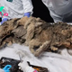 Stunning photos show 44,000-year-old mummified wolf discovered in Siberian permafrost