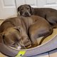 NN.Two pit bulls, overlooked and unwanted by others, find solace in each other’s company within the shelter, forging a deep bond that ultimately leads them to a loving forever home where they can remain together.