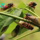 Scientists Track a Super-Sized Fungus That Hijacks Cicadas