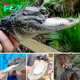 Jawless Alligator Finds Safe Haven in Florida Wildlife Preserve