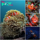 Ocean Diversity: Clownfish Special Habitat.