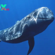 Whales: The Giants of the Ocean H11