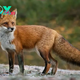 Exploring the Enigmatic World of Foxes: Adaptability, Intelligence, and Conservation Efforts H12