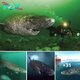nht.Scientists discover a 400-year-old Greenland shark likely born around 1620.