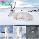 Meet the extremely rare white reindeer posing for the camera discovered in the snowy mountains of Norway