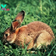 How Furry Pet Rabbits Can Become Invasive Feral Pests