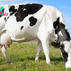 The Multifaceted Role of Cows: Economic, Cultural, and Environmental Impact