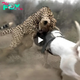 nht.The dog triumphs over the leopard in a one-on-one fight.