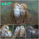 Pair of owls caught on camera while sharing a tender moment
