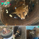 Heartwarming Story: Fox Trapped in Tire Faces Desperate Moments, Clings to Hope for Freedom