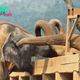 dung..Blind Elephant’s Heartwarming Welcome: Embraced by a New Family at Elephant Nature Park..D