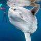 .Deep Sea Wonder: 22ft Circular White Fish Charms Diver, Becomes Social Media Sensation..D