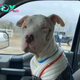 Del dolor a la curación: un perro abandonado encuentra esperanza después de ser utilizado como cebo en las calles