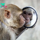 Which animals can recognize themselves in the mirror?