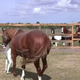 Enchanting Equine: Rare Foal’s Remarkable Facial Markings Stun Onlookers